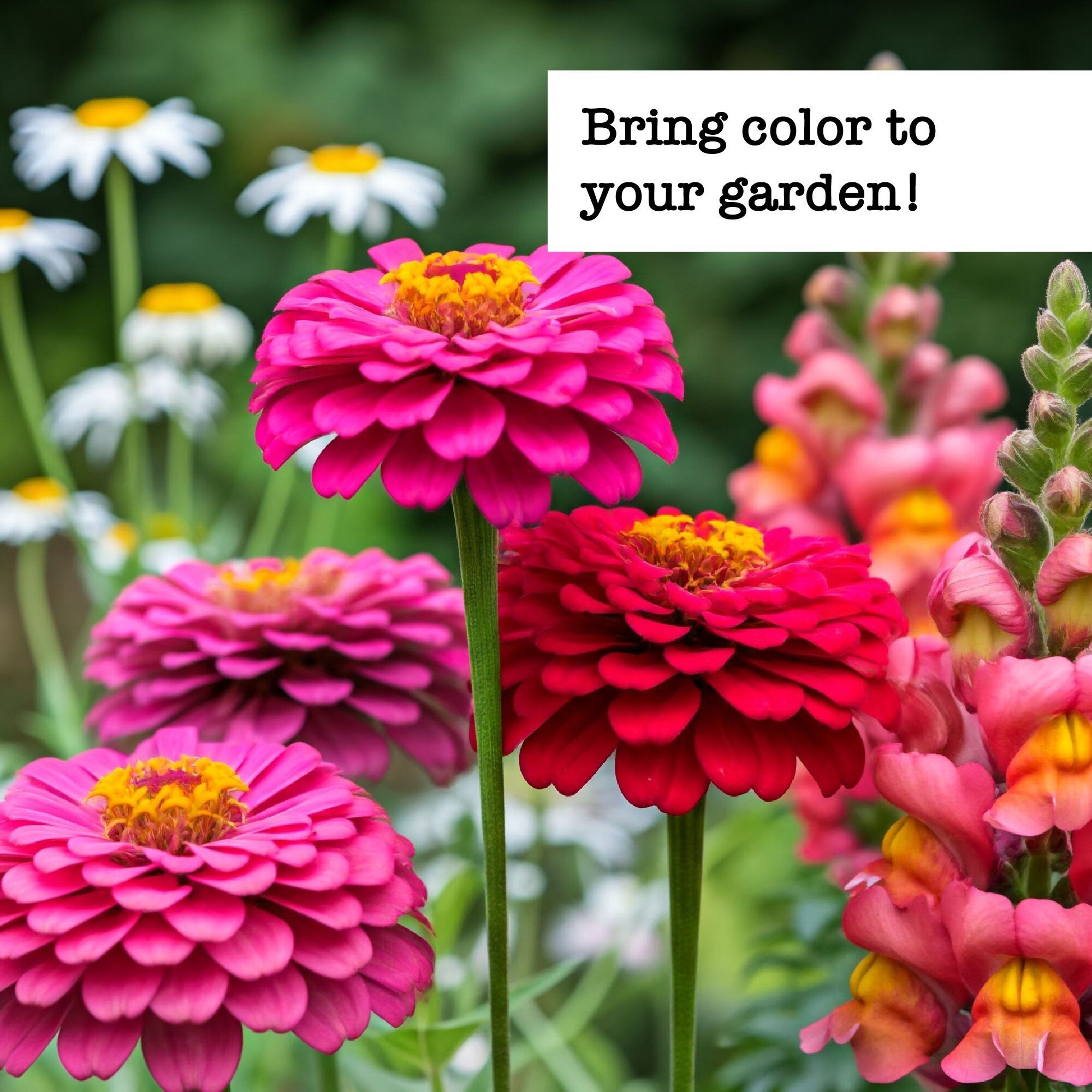 Zinnias growing in garden